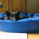 手作りの夏用ベッドで休む犬